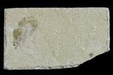 Cretaceous Fossil Shrimp - Lebanon #154552-1